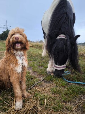 Hund im Familienumfeld