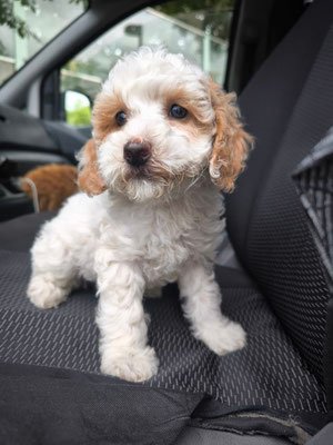 Aktiver Familienhund