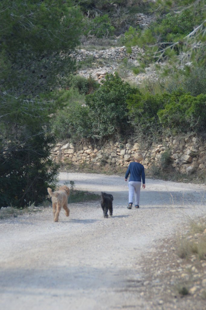 Welpe schaut in Kamera