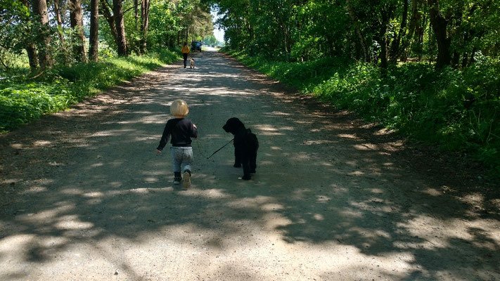 Hund bei Spaziergang