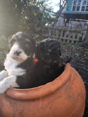 Futter und Gesundheit